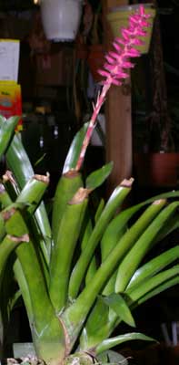 Aechmea gamosepala