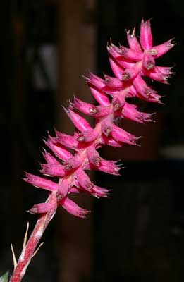 Aechmea gamosepala