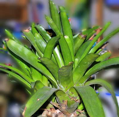 Aechmea gamosepala