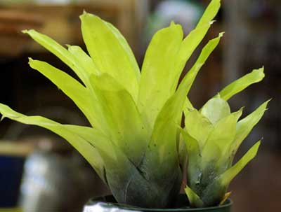 Aechmea gamosepala