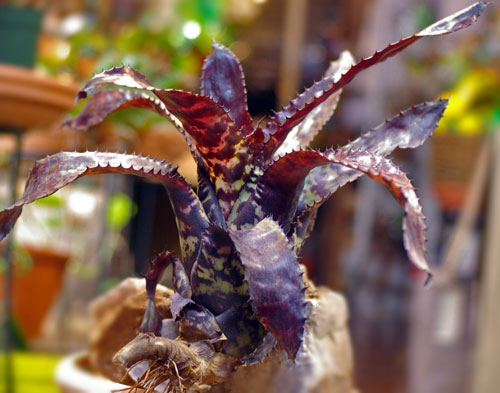 Aechmea orlandiana 'Pikkany