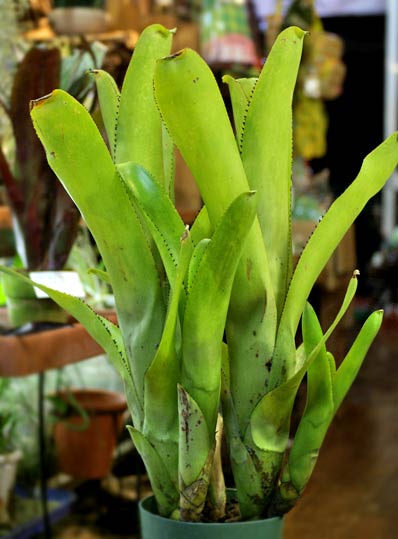 Aechmea nudicaulis 'Big John'