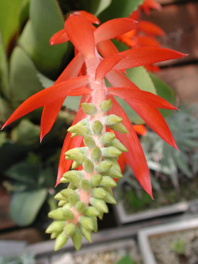 Aechmea nudicaulis 'Big John'