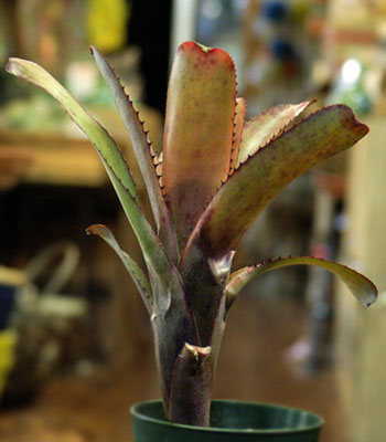 Aechmea nudicaulis 'Black'