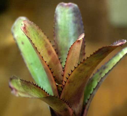 Aechmea nudicaulis 'Black'