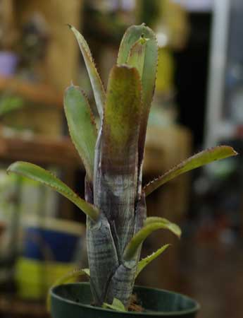 Aechmea nudicaulis var. cuspidata