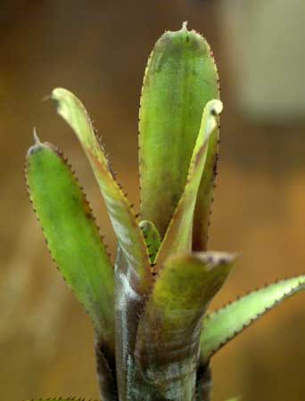 Aechmea nudicaulis var. cuspidata