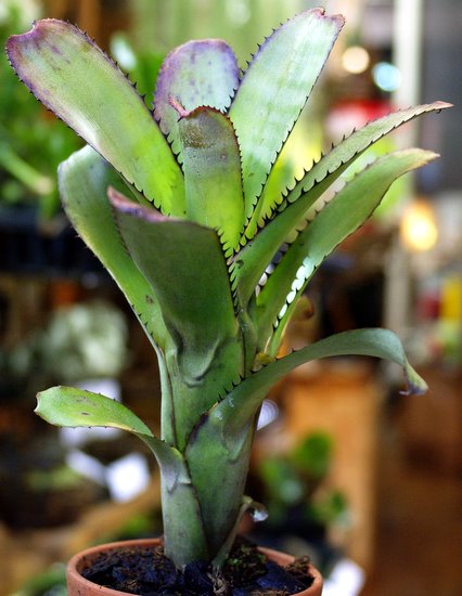 Aechmea nudicaulis var. cuspidata