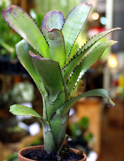 Aechmea nudicaulis var. cuspidata