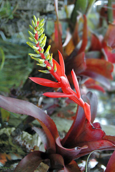 Aechmea nudicaulis 'Red Form'