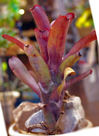 Aechmea nudicaulis 'Red Form'