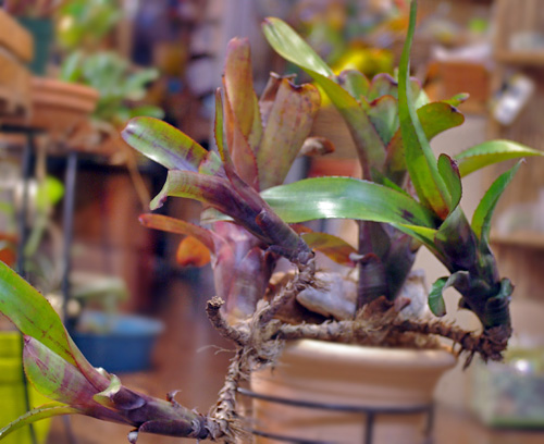 Aechmea nudicaulis 'Red Form'