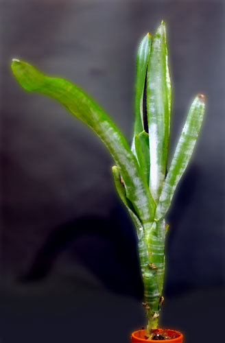 Aechmea nudicaulis'