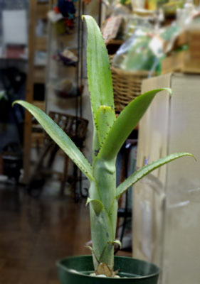 Aechmea nudicaulis 'Succulent'