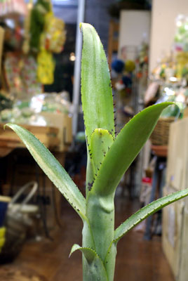Aechmea nudicaulis 'Succulent'