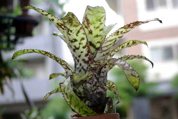 Aechmea orlandiana 'Snow Flakes