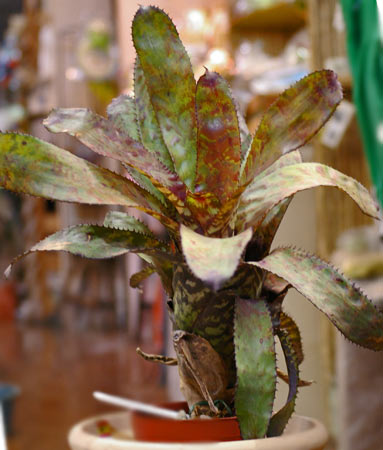 エクメア オーランディアナ バート Aechmea'Bert 大株！ - 植物/観葉植物