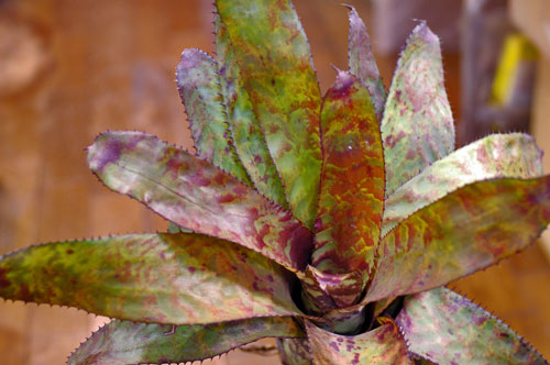 Aechmea orlandiana 'Bert'