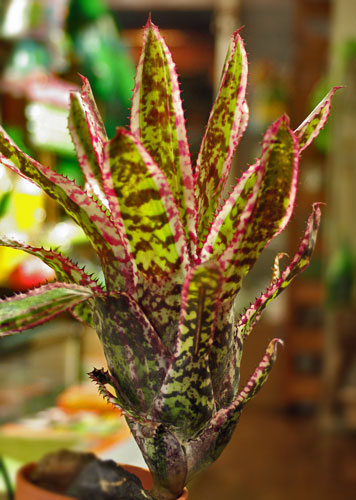 Aechmea orlandiana 'Rainbow