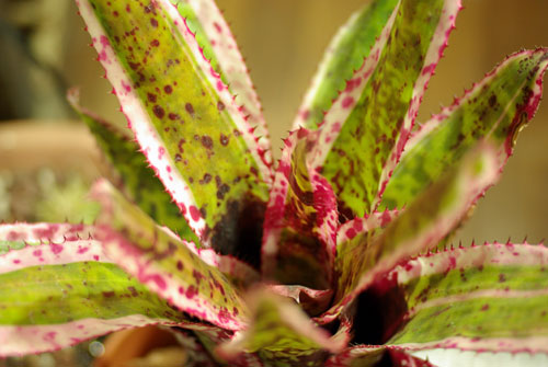 Aechmea orlandiana 'Rainbow