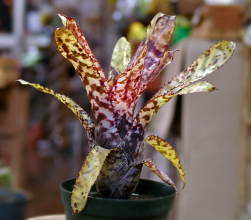 Aechmea orlandiana 'Snow Flakes