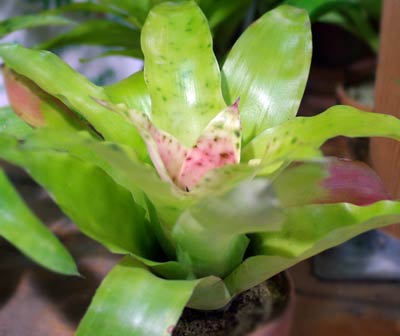 Aechmea pectinata