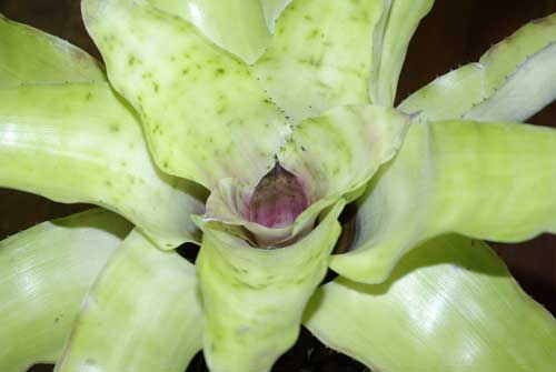 Aechmea pectinata