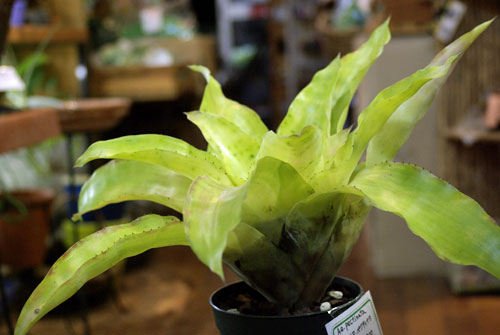 Aechmea pectinata