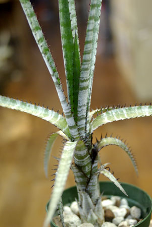 Aechmea phanerophlebia