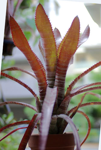 Aechmea phanerophlebia