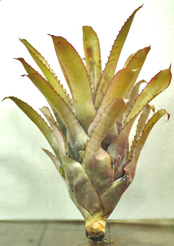 Aechmea pineliana var.minuta