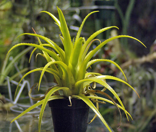 Aechmea recurvata 'Aztec Gold''