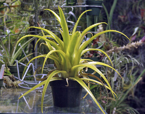 Aechmea recurvata 'Aztec Gold''