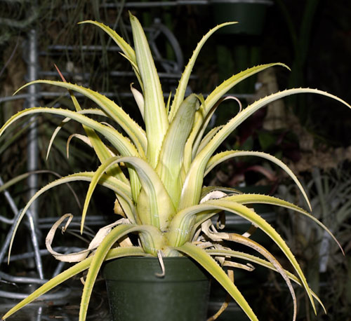 Aechmea recurvata 'Aztec Gold'