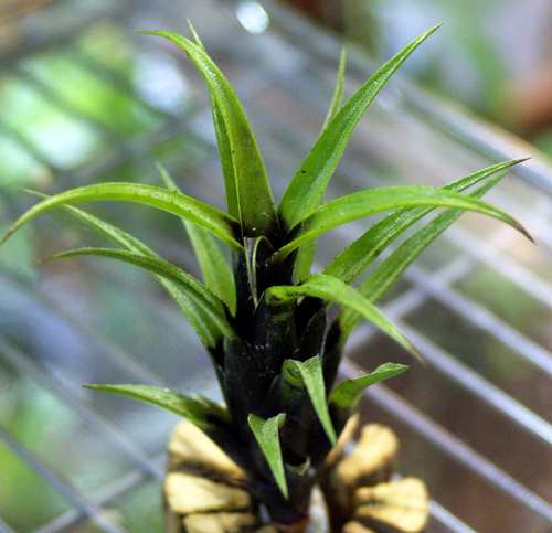 Aechmea recurvata var.benrathii