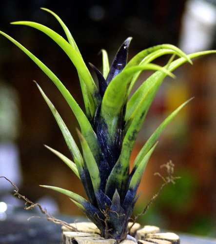 Aechmea recurvata var.benrathii