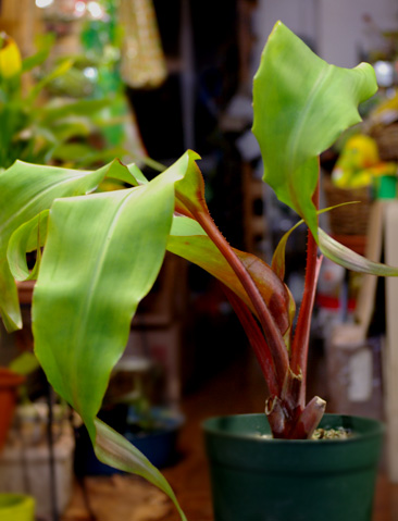 Aechmea tayoensis