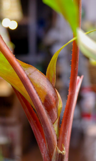 Aechmea tayoensis