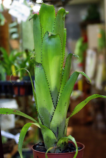 Aechmea triangularis