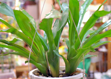 Aechmea warasii