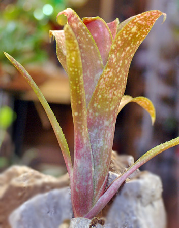 Billbergia ''Carioca'