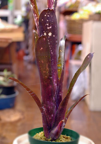 Billbergia 'Hallelujah'