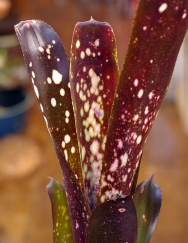 Billbergia 'Hallelujah'