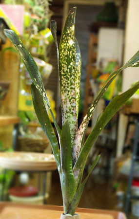 Billbergia 'Hallelujah'