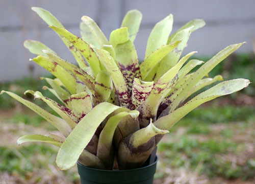 Billbergia kautskyana