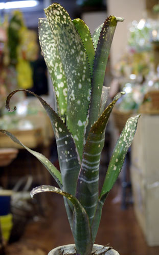 Billbergia 'OLE'