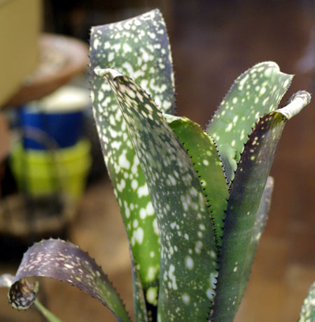 Billbergia Ole しょっぱかっ Hybrid ビルベルギア オーレ