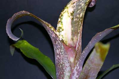 Billbergia 'Poquito Blanco'