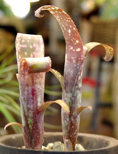 Billbergia 'Poquito Blanco'