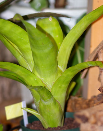 Billbergia pyramidalis